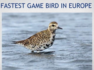 FASTEST GAME BIRD IN EUROPE
