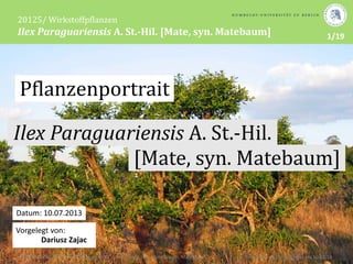 Soziale Netzwerke und Massenmedien
Studie von Michael Schenk (1995)
Massenmedien und interpersonale Kommunikation
Studie von Markus Lehmkuhl (2006)
Datum: 09.12.2010
Vorgelegt von:
Niko Schotte (20083), Dariusz Zajac (20287)
1/19
Datum: 10.07.2013
Pflanzenportrait
Vorgelegt von:
Dariusz Zajac
Ilex Paraguariensis A. St.-Hil.
20125/ Wirkstoffpflanzen
Ilex Paraguariensis A. St.-Hil. [Mate, syn. Matebaum]
Wirkstoffpflanzen - Ilex paraguariensis A. St.-Hil. [Mate, syn. Matestrauch, Matebaum] Vorgelegt von Dariusz Zajac am 10.07.13
[Mate, syn. Matebaum]
 