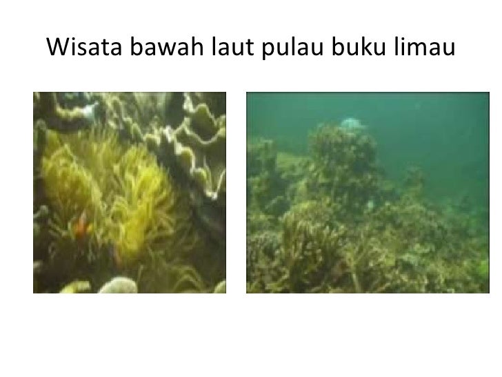 Wisata Bawah Laut Belitung Timur Wisata Bawah Laut Belitung Timur