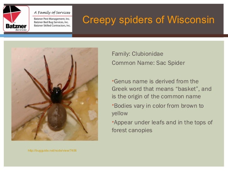 Karl Lagerfeld Purse Brown Recluse | semashow.com