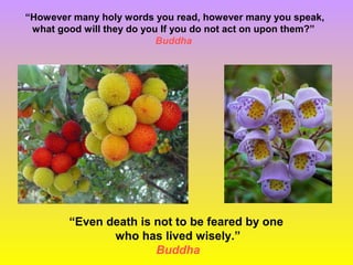 “However many holy words you read, however many you speak,
what good will they do you If you do not act on upon them?”
Buddha
“Even death is not to be feared by one
who has lived wisely.”
Buddha
 
