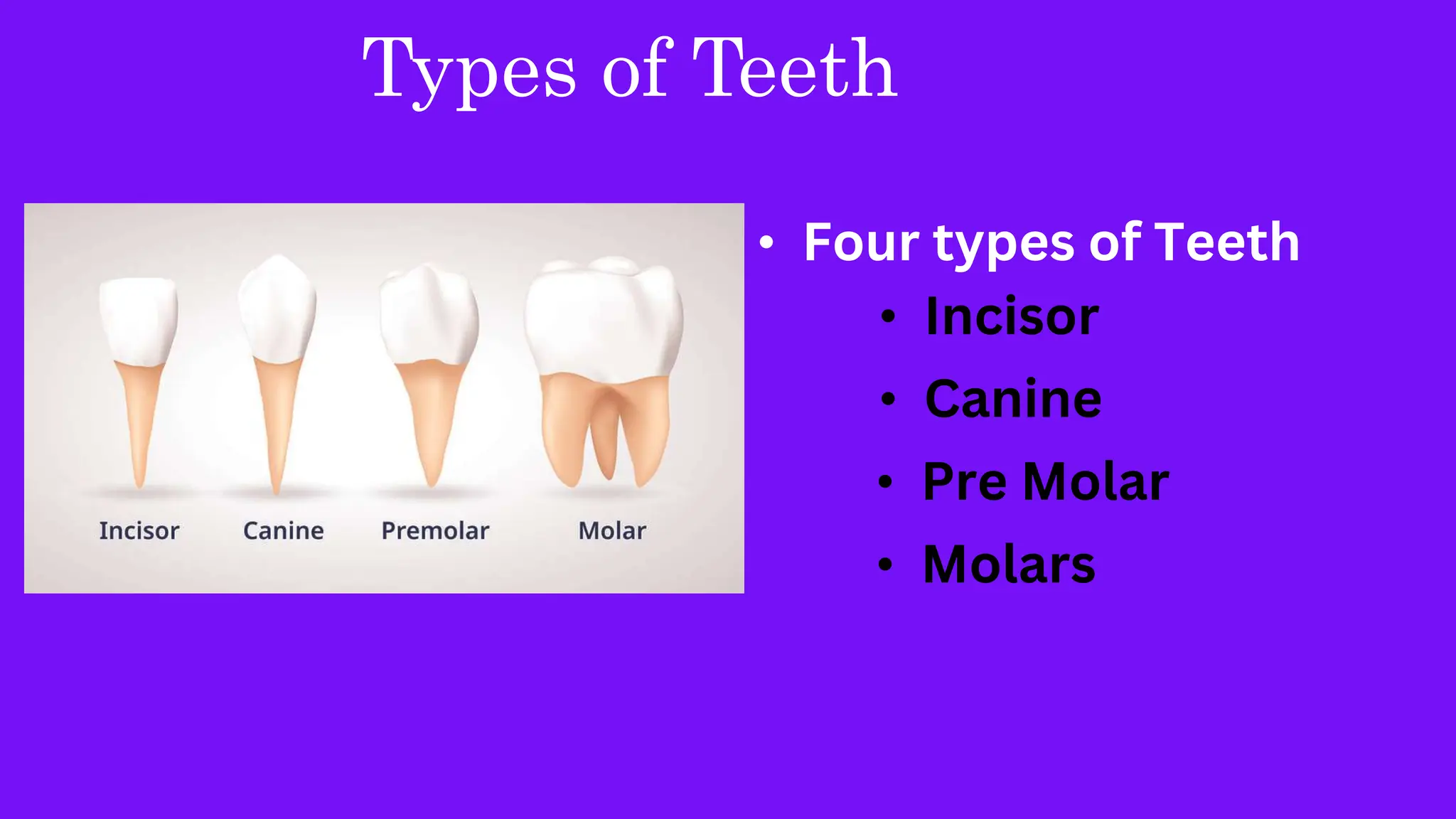 dental awareness workshop for Primary School | PPT