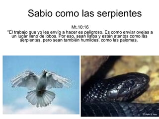 Sabio como las serpientes   Mt.10:16 &quot;El trabajo que yo les envío a hacer es peligroso. Es como enviar ovejas a un lugar lleno de lobos. Por eso, sean listos y estén atentos como las serpientes, pero sean también humildes, como las palomas.  