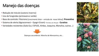 Manejo das doenças
• Redução de inóculo (outono-inverno)
• Uso de fungicidas (primavera e verão)
• Base do controle: Filocrono (crescimento foliar – emissão de novas folhas): Preventivo
• Sistema de alerta (Agroconnect – Epagri-Ciram)- Períodos de infecção - Curativo
• Variedades resistentes (Gala Gui, F2P101, Kinkas, Joaquina, Monalisa, outras...)
Doenças secundárias: Mancha de Marssonina, etc...
 