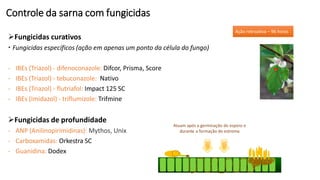 Controle da sarna com fungicidas
➢Fungicidas curativos
 Fungicidas específicos (ação em apenas um ponto da célula do fungo)
- IBEs (Triazol) - difenoconazole: Difcor, Prisma, Score
- IBEs (Triazol) - tebuconazole: Nativo
- IBEs (Triazol) - flutriafol: Impact 125 SC
- IBEs (Imidazol) - triflumizole: Trifmine
➢Fungicidas de profundidade
- ANP (Anilinopirimidinas): Mythos, Unix
- Carboxamidas: Orkestra SC
- Guanidina: Dodex
Atuam após a germinação do esporo e
durante a formação do estroma
 