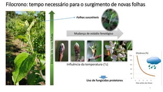 Filocrono: tempo necessário para o surgimento de novas folhas
Mudança de estádio fenológico
Emissão
de
novas
folhas
Influência da temperatura (°c)
Folhas suscetíveis
16
Uso de fungicidas protetores
 