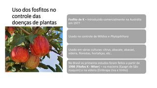 Uso dos fosfitos no
controle das
doenças de plantas
Fosfito de K – introduzido comercialmente na Austrália
em 1977
Usado no controle de Míldios e Phytophthora
Usado em várias culturas: citrus, abacate, abacaxi,
videira, florestas, hortaliças, etc..
No Brasil os primeiros estudos foram feitos a partir de
1998 (Fitofos K - Wiser) – na macieira (Epagri de São
Joaquim) e na videira (Embrapa Uva e Vinho)
 