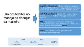Uso dos fosfitos no
manejo da doenças
da macieira
Fungicidas Etil-Fosfanatos: foram muito estudados na
década de 1970 (sistêmicos) – degradado no interior das
células da planta até formar o ácido fosforoso (ativo).
Ácido fosforoso (H3PO3) é muito ativo no controle de
várias espécies de Phythophthora, porém é muito
fitotóxico
H3PO3 - neutralizado por uma base (Hidróxido de
potássio, hidróxido de sódio, Hidróxido de amônio, etc..)
resulta num sal denominado de fosfito
Fosfitos não são fitotóxicos e apresentam alta
mobilidade dentro da planta
 