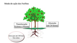Modo de ação dos Fosfitos
 