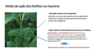 Modo de ação dos fosfitos na macieira
• Atuação direta como fungicida:
inibindo um série de enzimas da rota glicolítica
vital para o fungo (rompimento da membrana
celular do patógeno)
 Ação indireta estimulando mecanismo de defesa
estimulando a produção de enzimas (Peroxidases,
Polifenoloxidases, gluconases etc..) as quais estão
envolvidas na indução de resistência das plantas à
infecção, patógenos, insetos (varia de acordo com o
patossistema)???
Rota do ácido salicílico, Ac. Protocatecóico e Epicatenina
 