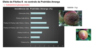 Efeito do Fitofos K no controle da Podridão Amarga
➢ Colletotrichum gloeosporioides
1998/99 - Fuji
0 2 4 6 8 10 12 14
Testemunha
Fitofos K-300 mL
Fitofos K-400 mL
Fitofos K+Fitofos CaB-150mL+150mL
Fitofos K+Fitofos CaB-150mL+150mL
Fitofos CaB-400mL
Orthocide-250g
Incidência da Podridão Amarga (%)
 