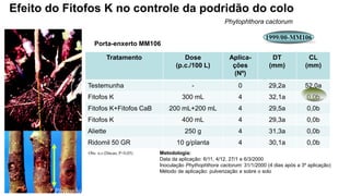 Obs: n.s (Dncan, P<0,05)
1999/00-MM106
Phytophthora cactorum
Efeito do Fitofos K no controle da podridão do colo
Metodologia:
Data da aplicação: 6/11, 4/12, 27/1 e 6/3/2000
Inoculação Phythophthora cactorum: 31/1/2000 (4 dias após a 3º aplicação)
Método de aplicação: pulverização e sobre o solo
Phytophthora cactorum
Tratamento Dose
(p.c./100 L)
Aplica-
ções
(Nº)
DT
(mm)
CL
(mm)
Testemunha - 0 29,2a 52,0a
Fitofos K 300 mL 4 32,1a 0,0b
Fitofos K+Fitofos CaB 200 mL+200 mL 4 29,5a 0,0b
Fitofos K 400 mL 4 29,3a 0,0b
Aliette 250 g 4 31,3a 0,0b
Ridomil 50 GR 10 g/planta 4 30,1a 0,0b
Porta-enxerto MM106
 