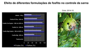 Efeito de diferentes formulações de fosfito no controle da sarna
0 20 40 60 80 100
Testemunha
Fosfito Mg - 300 mL
Fosfito Mg+Captan - 300 ml+250 mL
Fosfito Ca - 300 mL
Fosfito Ca+Captan - 300 mL+250 mL
Fitofos K Plus - 200 mL
Aliette - 150 g
Frutos (%) Folhas (%)
Ciclo: 2014-15
 
