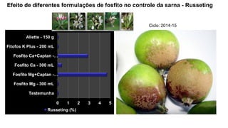 Efeito de diferentes formulações de fosfito no controle da sarna - Russeting
0 1 2 3 4 5
Testemunha
Fosfito Mg - 300 mL
Fosfito Mg+Captan -…
Fosfito Ca - 300 mL
Fosfito Ca+Captan -…
Fitofos K Plus - 200 mL
Aliette - 150 g
Russeting (%)
Ciclo: 2014-15
 
