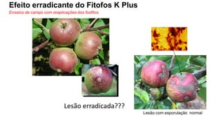 Lesão erradicada???
Efeito erradicante do Fitofos K Plus
Lesão com esporulação normal
Ensaios de campo com reaplicações dos fosfitos
 