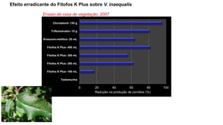 Efeito erradicante do Fitofos K Plus sobre V. inaequalis
0 20 40 60 80 100
Testemunha
Fitofos K Plus- 100 mL
Fitofos K Plus- 200 mL
Fitofos K Plus- 300 mL
Fitofos K Plus- 400 mL
Kresoxim-metílico- 20 mL
Trifloxistrobin- 15 g
Clorotalonil- 150 g
Redução na produção de conídios (%)
Ensaio de casa de vegetação, 2007
 