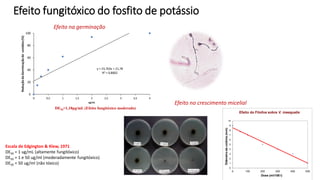 Efeito fungitóxico do fosfito de potássio
y = 23,763x + 21,78
R² = 0,8002
0
20
40
60
80
100
0 0,5 1 1,5 2 2,5 3 3,5 4
Redução
da
Germinação
de
conídios
(%)
ug/mL
DE50=1,18μg/mL (Efeito fungitóxico moderado)
0
1
2
3
4
5
6
7
8
9
10
0 100 200 300 400 500
Diâmetro
da
colônia
(mm)
Dose (ml/100 l)
Efeito do Fitofos sobre V. inaequalis
Efeito na germinação
Efeito no crescimento micelial
Escala de Edgington & Klew, 1971
DE50 = 1 ug/mL (altamente fungitóxico)
DE50 = 1 e 50 ug/ml (moderadamente fungitóxico)
DE50 = 50 ug/ml (não tóxico)
 