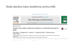 Ácido salicílico induz resistência contra a MG
 