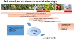 Períodos críticos das doenças da macieira- fenologia
Sarna (Venturia inaequalis)
Mancha da Gala (Colletotrichum spp)
Podridões de frutos
Cancro europeu (Neonectria ditissima)
Oídio (Podosphaera leucotricha)
Podridão carpelar
Russeting
Podridões de frutos
- Armazenamento nas
câmaras frigoríficas
- Prateleiras dos
supermercados
Sobrevivência-
inóculo
Cultivares:
Gala, Fuji &
Clones
Manejo eficiente
Raleio
Condição climática de São Joaquim
- Temperatura Média anual: 13,7ºC
- Inverno: 10,2ºC
- Primavera: 15,0ºC
- Verão: 17,1ºC
- Pluviometria anual: 1.709 mm
 