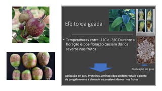 Efeito da geada
• Temperaturas entre -1ºC e -3ºC Durante a
floração e pós-floração causam danos
severos nos frutos
Aplicação de sais, Proteínas, aminoácidos podem reduzir o ponto
de congelamento e diminuir os possíveis danos nos frutos
Nucleação do gelo
 