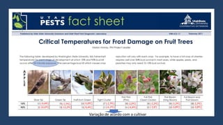 (-9,4ºC)
(-16,6ºC)
(-7,7ºC)
(-12,2ºC)
(-5,0ºC)
(-9,4ºC)
(-2,7ºC)
(-6,1ºC)
(-2,2ºC)
(-4,4ºC)
(-2,2ºC)
(-3,8°)
(-2,2ºC)
(-3,8ºC)
(-2,2ºC)
(-3,8ºC)
Variação de acordo com a cultivar
 