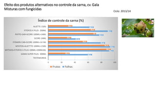 Efeito dos produtos alternativos no controle da sarna, cv. Gala
Misturas com fungicidas
0
66,1
98,2
99,6
85,6
47,6
83,2
96,1
68,5
0
32,2
94,1
91,5
58,4
34,7
72
70,3
36,4
0 20 40 60 80 100
TESTEMUNHA
GAMA SUPER PLUS- 300ML
MYTHOS+FITOFOS K PLUS-100ML+200MLML
MYHTOS+ALIETTTE-100ML+150G
FITAMIN CAB+SCORE-100ML+14 ML
SCORE-14ML
PHYTO-SAR+SCORE-100ML+14ML
FITOFOS K PLUS- 200ML
ALIETTE-150G
Índice de controle da sarna (%)
Frutos Folhas
Ciclo: 2013/14
 