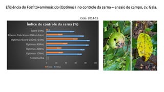 Eficiência do Fosfito+aminoácido (Optimus) no controle da sarna – ensaio de campo, cv. Gala.
0
72,8
78,3
87
89
77,3
57,3
0
34,2
30,9
43,4
64,2
33,3
2,6
0 20 40 60 80 100
Testemunha
Optimus-100mL
Optimus-200mL
Optimus-300mL
Optimus+Score-100mL+14mL
Fitamin Cab+Score-100ml+14mL
Score-14mL
Índice de controle da sarna (%)
Frutos Folhas
Ciclo: 2014-15
 
