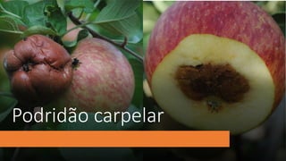 Podridão carpelar
 