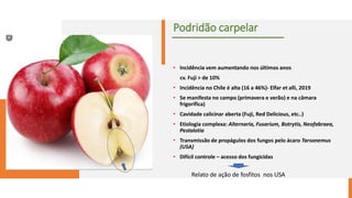 Podridão carpelar
• Incidência vem aumentando nos últimos anos
cv. Fuji > de 10%
• Incidência no Chile é alta (16 a 46%)- Elfar et alli, 2019
• Se manifesta no campo (primavera e verão) e na câmara
frigorífica)
• Cavidade calicinar aberta (Fuji, Red Delicious, etc..)
• Etiologia complexa: Alternaria, Fusarium, Botrytis, Neofabraea,
Pestalotia
• Transmissão de propágulos dos fungos pelo ácaro Tarsonemus
(USA)
• Difícil controle – acesso dos fungicidas
Relato de ação de fosfitos nos USA
 