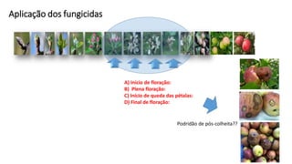 Aplicação dos fungicidas
A) Início de floração:
B) Plena floração:
C) Início de queda das pétalas:
D) Final de floração:
Podridão de pós-colheita??
 