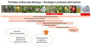 Períodos críticos das doenças – fenologia e produtos alternativos
Sarna (Venturia inaequalis)
Mancha da Gala (Colletotrichum spp)
Podridões de frutos
Cancro europeu (Neonectria ditissima)
Oídio (Podosphaera leucotricha)
Podridão carpelar
Russeting
Podridões de frutos –
pós-colheita
Sobrevivência-
inóculo
Posicionamento:
fungicidas e
bioestimulantes
Filocrono
(sistema preventivo)
Agroconnect
(previsão de
doenças) -curativo
 