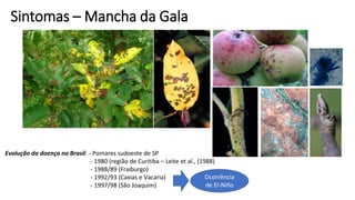 Sintomas – Mancha da Gala
Evolução da doença no Brasil: - Pomares sudoeste de SP
- 1980 (região de Curitiba – Leite et al., (1988)
- 1988/89 (Fraiburgo)
- 1992/93 (Caxias e Vacaria)
- 1997/98 (São Joaquim)
Ocorrência
de El-Niño
 