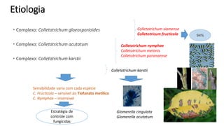 Etiologia
 Complexo: Colletotrichum gloeosporioides
 Complexo: Colletotrichum acutatum
 Complexo: Colletotrichum karstii
Colletotrichum siamense
Colletotricum fructicola
Colletotrichum nymphae
Colletotrichum melonis
Colletotrichum paranaense
Colletotrichum karstii
94%
Glomerella cingulata
Glomerella acutatum
Sensibilidade varia com cada espécie
C. Fructicola – sensível ao Tiofanato metílico
C. Nymphae – insensível
Estratégia de
controle com
fungicidas
 