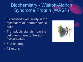 Biochemistry - Wiskott-Aldrich Syndrome Protein (WASP) <ul><li>Expressed exclusively in the cytoplasm of  hematopoietic ce...