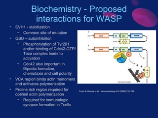 Biochemistry - Proposed interactions for WASP From  G. Bouma et al. / Immunobiology 214 (2009) 778–790  <ul><li>EVH1 - sta...