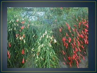 Wisley