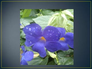Wisley