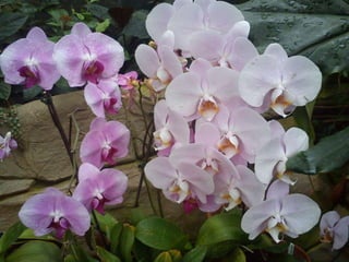 Wisley