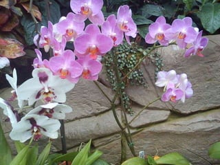 Wisley