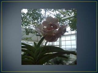 Wisley