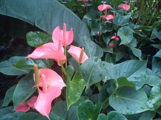 Wisley
