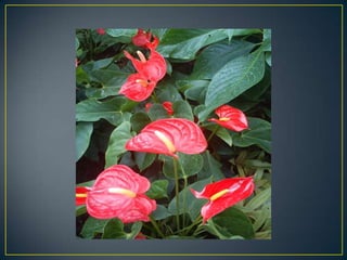 Wisley