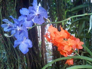 Wisley
