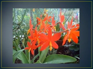 Wisley