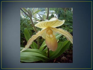Wisley