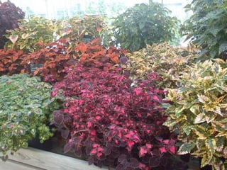 Wisley