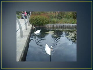 Wisley
