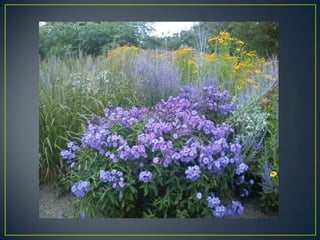 Wisley