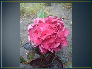Wisley