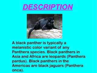 DESCRIPTION
A black panther is typically a
melanistic color variant of any
Panthera species. Black panthers in
Asia and Africa are leopards (Panthera
pardus). Black panthers in the
Americas are black jaguars (Panthera
onca).
 